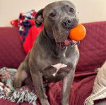 Un Staffweiler assis sur un canapé et ayant une balle dans sa gueule 