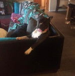 Un Staffweiler assis sur un canapé et portant un collier autour du cou