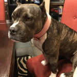 Un Staffweiler assis sur un fauteuil et portant un collier autour du cou