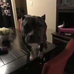 Un Staffweiler sur une table et semblant détendu