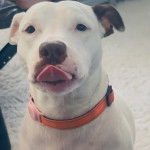 Un Staffweiler tirant la langue et portant un collier autour du cou