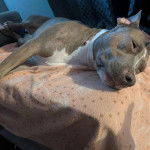 Un Staffweiler allongé et semblant détendu 