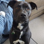 Un Staffweiler assis sur un sol carrelé et portant un collier autour du cou