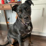 Un Staffweiler sur un plancher et portant un collier autour du cou