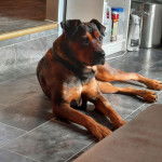 Un Staffweiler allongé sur un sol carrelé et semblant détendu 