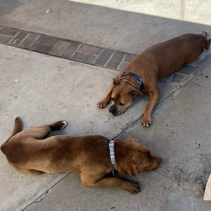 Deux Staffweiler allongés et portant tous deux un collier autour du cou