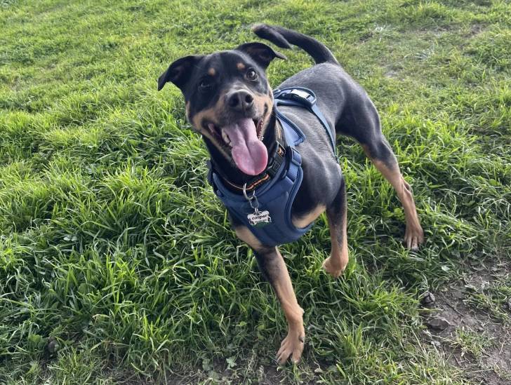 Un Staffweiler ayant la langue pendante et portant un harnais 