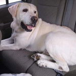 Un Bullmasador au pelage bicolore, allongé sur le siège d'une voiture et ayant la gueule ouverte 