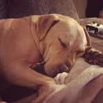 Un Bullmasador allongé et semblant dormir