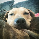 Un Bullmasador allongé sur un canapé et semblant dormir