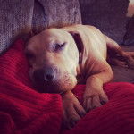 Un Bullmasador allongé sur un canapé et regardant vers la caméra 