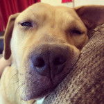 Un Bullmasador allongé et regardant vers la caméra 