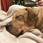 Un Bullmasador au pelage fauve, allongé sur un lit un portant un collier autour du cou 