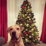 Un Bullmasador regardant vers la caméra et portant un collier autour du cou 