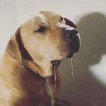 Un Bullmasador au pelage bicolore, bavant et semblant détendu