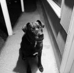 Un Bullmasador au pelage bicolore, assis sur le porche d'entrée d'une maison