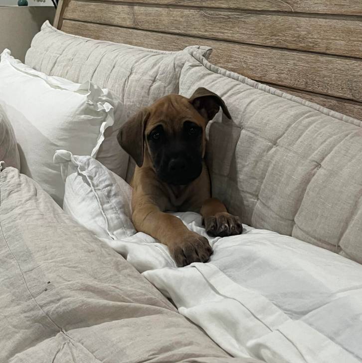 Un Bullmasador au pelage fauve, allongé sur un lit et regardant vers la caméra 