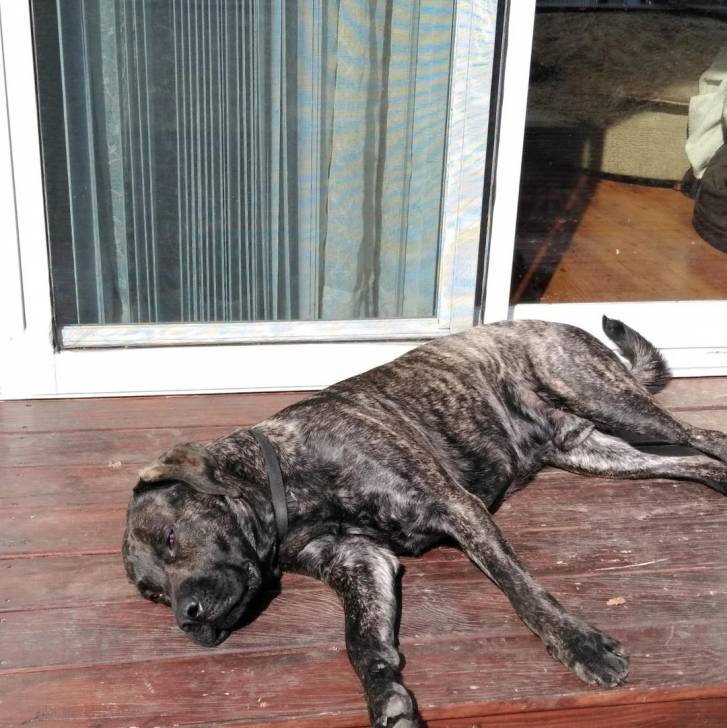 Un Bullmasador au pelage tricolore, allongé sur un plancher et portant un collier autour du cou