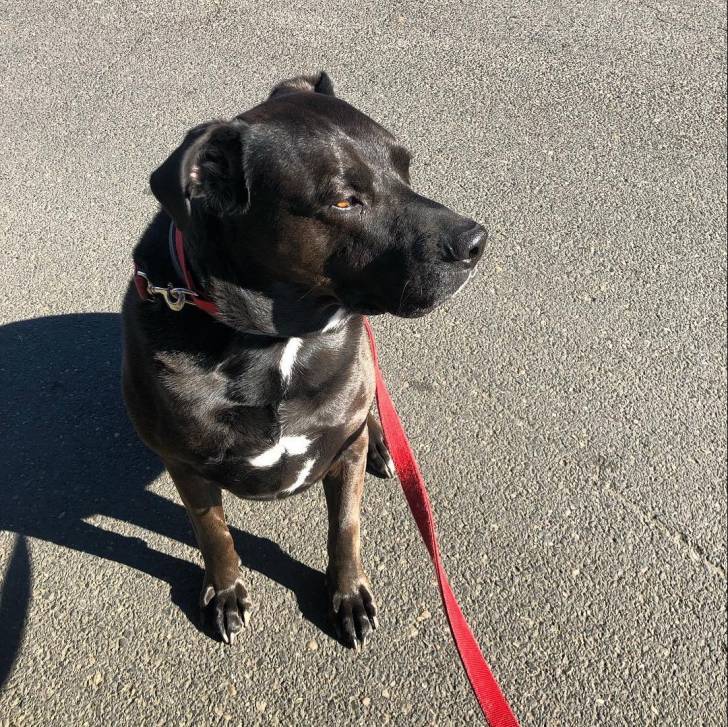 Un Bullmasador au pelage bicolore, assis sur une surface goudronnée et qui est tenu en laisse 