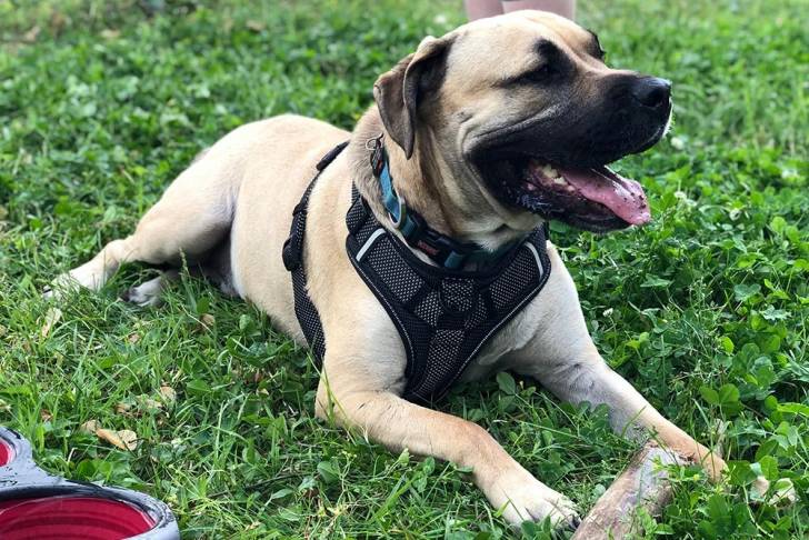 Un Bullmasador allongé sur une surface herbacée et portant un harnais