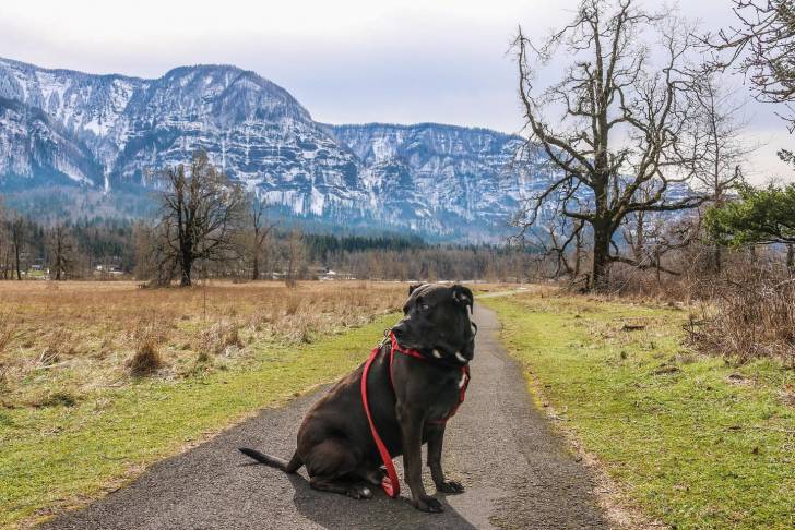 Un Bullmasador assis sur une route et qui est tenu en laisse 