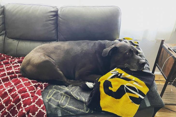 Un Bullmasador allongé sur un canapé et semblant détendu 