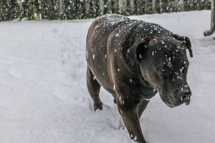 Un Bullmasador marchant sur un terrain enneigé et semblant détendu 