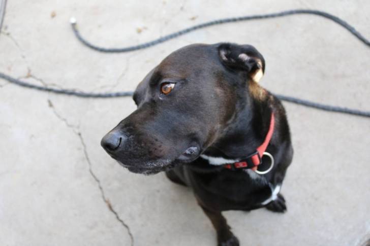 Un Bullmasador assis sur une surface terrassée et portant un collier autour du cou