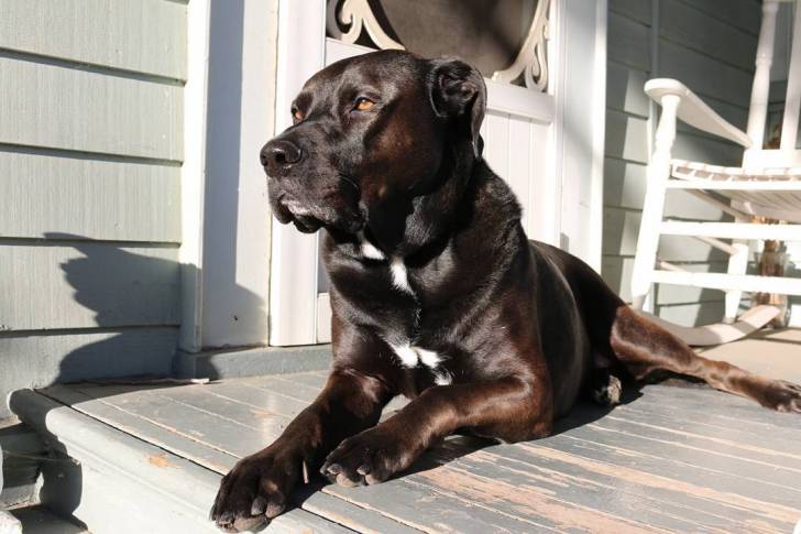 Un Bullmasador allongé non loin d'une porte et semblant détendu 