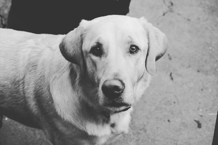 Un Bullmasador sur une surface terrassée et regardant vers la caméra 