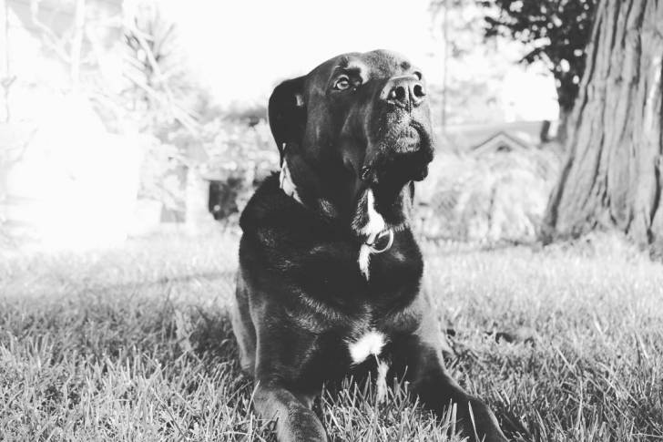 Un Bullmasador allongé sur une surface herbacée et portant un collier autour du cou 