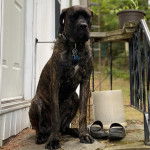 Un Doubull-Mastiff au pelage tricolore, assis devant une porte et portant un collier autour du cou 