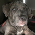 Un Doubull-Mastiff au pelage bicolore, allongé et regardant la caméra 