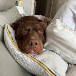 Un Doubull-Mastiff au pelage bicolore, allongé sur un canapé et semblant dormir 