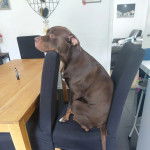 Un Doubull-Mastiff assis sur une chaise et semblant détendu 