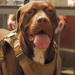 Un Doubull-Mastiff au pelage bicolore, tirant la langue et portant un harnais 