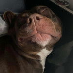 Un Doubull-Mastiff au pelage bicolore, allongé et semblant dormir 