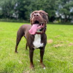 Un Doubull-Mastiff au pelage bicolore, sur une surface gazonnée et portant un collier autour du cou 