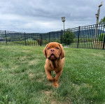 Un Doubull-Mastiff au pelage fauve, marchant sur une surface herbacée 