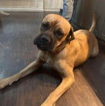 Un Doubull-Mastiff allongé sur un plancher et portant un collier autour du cou 