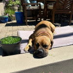 Un Doubull-Mastiff au pelage fauve, allongé et semblant détendu 