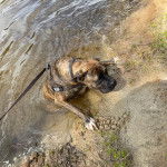 Un Doubull-Mastiff au pelage bicolore, dans l'eau et qui est tenu en laisse 
