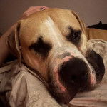 Gros plan d'un Doubull-Mastiff au pelage bicolore, allongé et regardant la caméra 