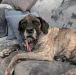 Un Doubull-Mastiff au pelage bicolore, allongé sur un canapé et regardant la caméra 