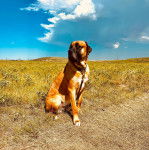 Un Doubull-Mastiff au pelage bicolore, assis sur une surface herbacée et qui es tenu en laisse 