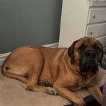 Un Doubull-Mastiff au pelage fauve, allongé sur un lit et regardant la caméra 