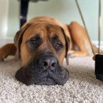 Gros plan d'un Doubull-Mastiff au pelage fauve, allongé sur une moquette et regardant la caméra 