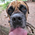 Gros plan d'un Doubull-Mastiff au pelage fauve, tirant la langue 