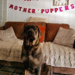 Un Doubull-Mastiff au pelage bicolore, assis sur un tapis et portant un collier autour du cou 