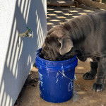 Un Doubull-Mastiff buvant dans un sceau en plastique rempli d'eau